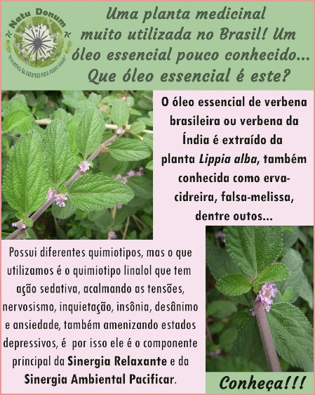 Óleo essencial Lippia alba