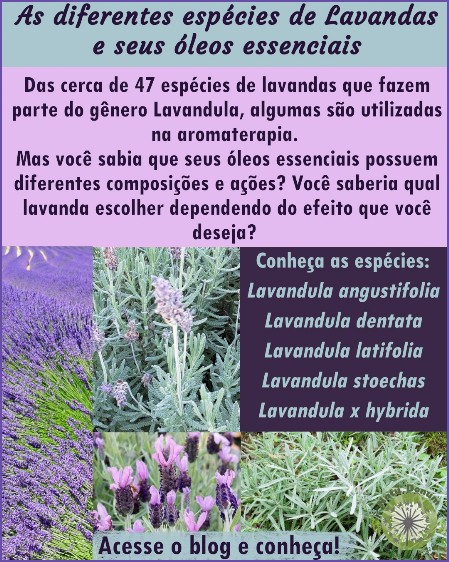 As diferentes espécies de lavandas e seus óleos essenciais