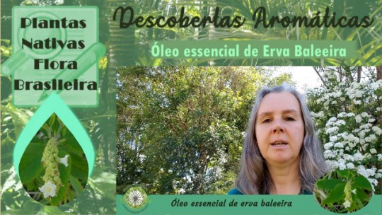 Óleo essencial de erva baleeira