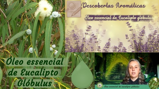 Óleo essencial de eucalipto glóbulus