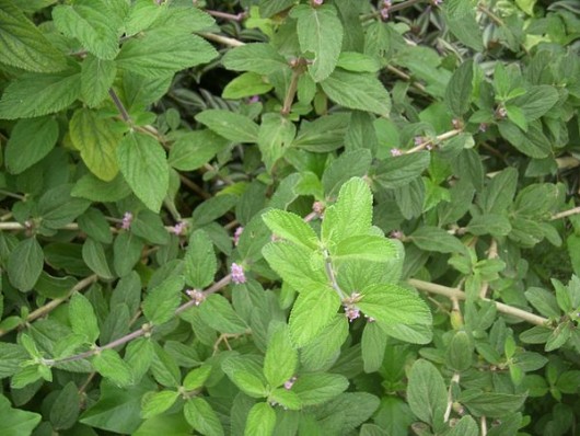 Lippia alba Lippia alba