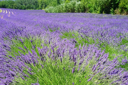 Lavandula angustifolia