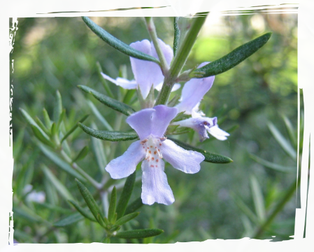 flor branca de alecrim flor branca de alecrim
