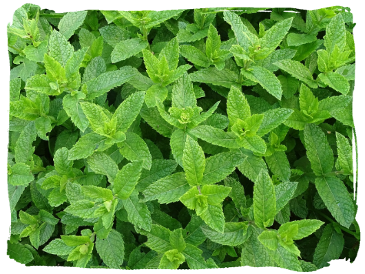 hortelã-pimenta hortelã-pimenta