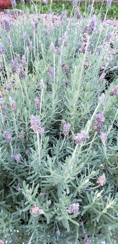 Lavandula dentata