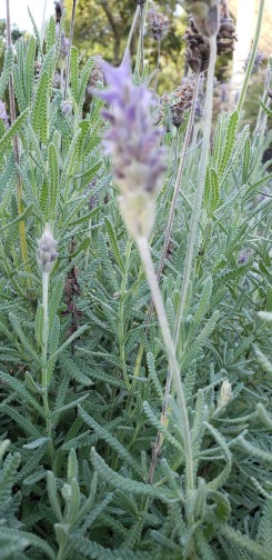 Lavandula dentata