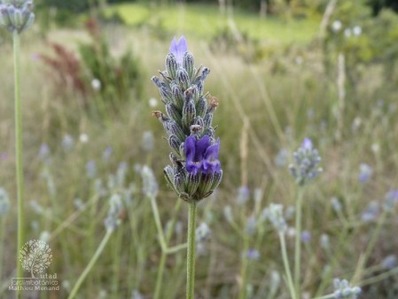 Lavandula latifolia - detalhe flor