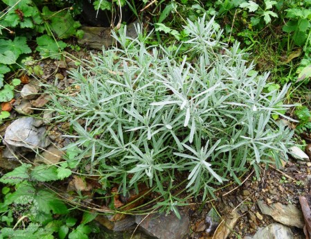Lavandula latifolia - detalhe folhas