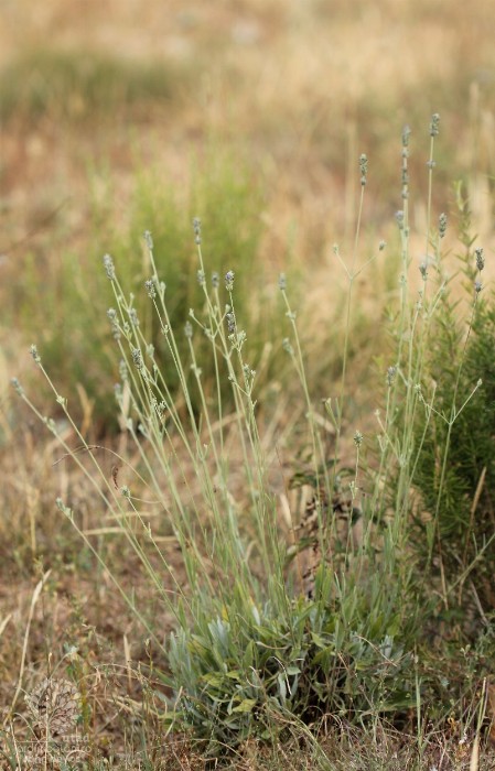 Lavandula latifolia -planta