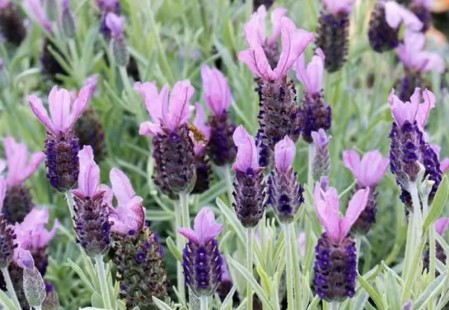 Lavandula stoechas