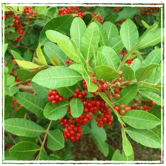 pimenta rosa pimenta rosa