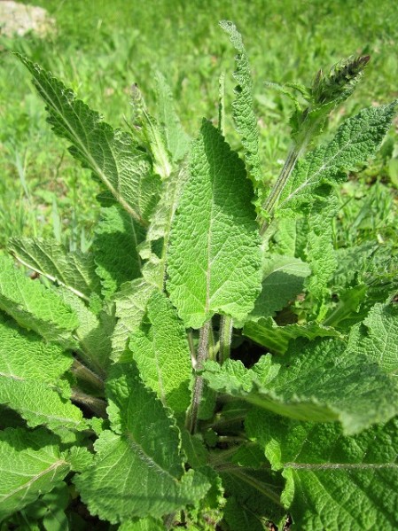 Salvia esclareia Salvia esclareia